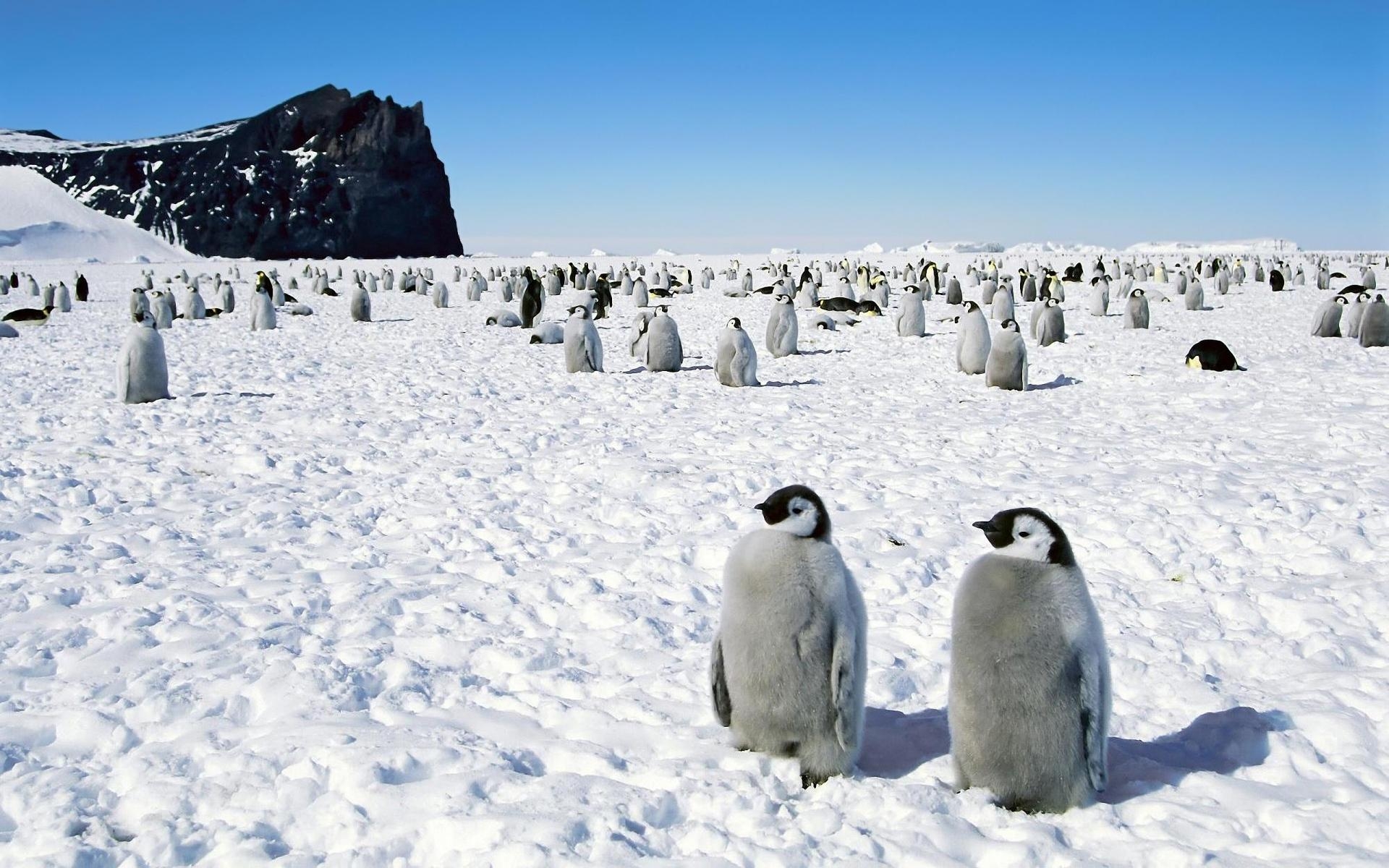 1920x1200 Penguins in Antarctica wallpaper download. Wallpaper, picture, Desktop