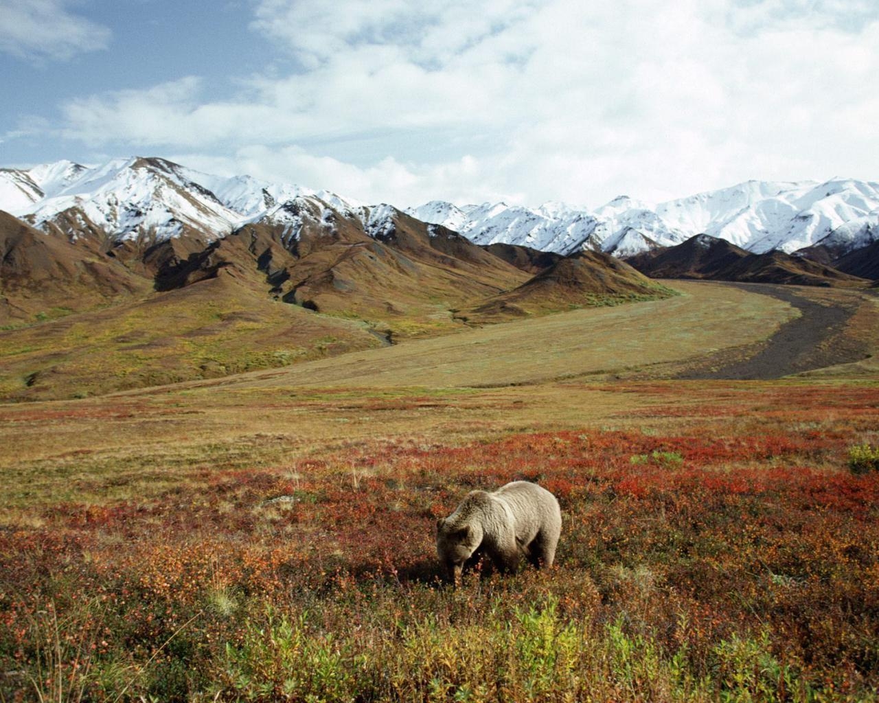 1280x1030 Grizzly Bear, Desktop