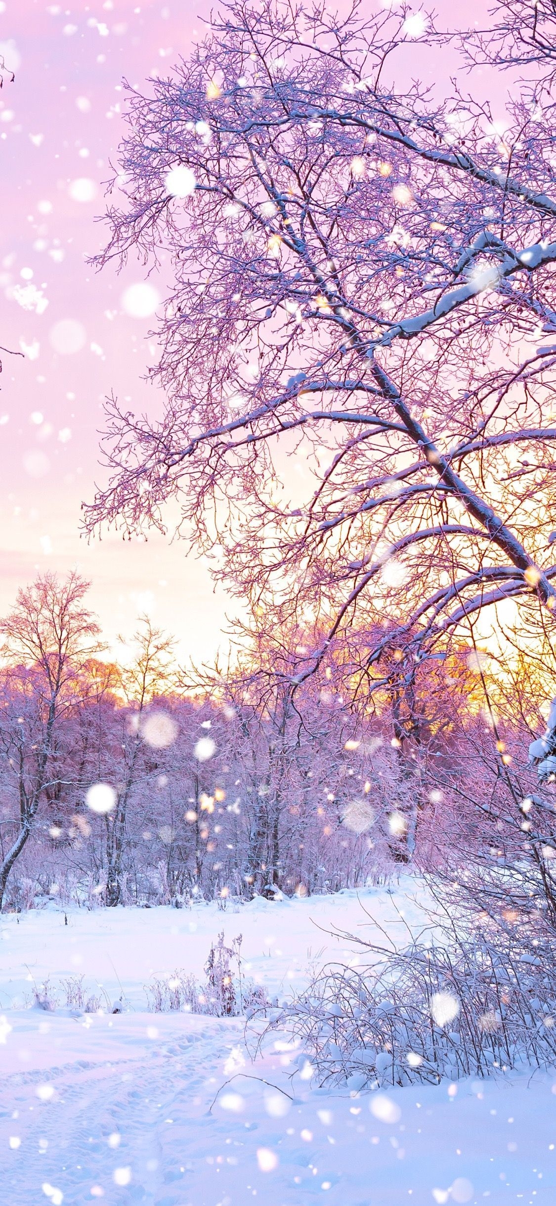 1130x2440 Pink Snow Wallpaper Free Pink Snow Background, Phone