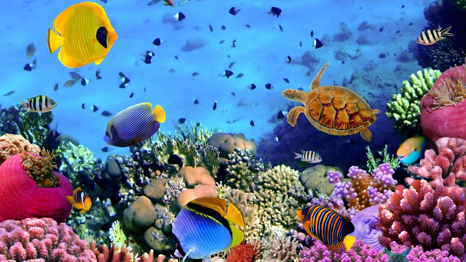 1920x1080 Coral Reefs wallpaper: Beautiful Natures Wealth Coral Reef, Desktop