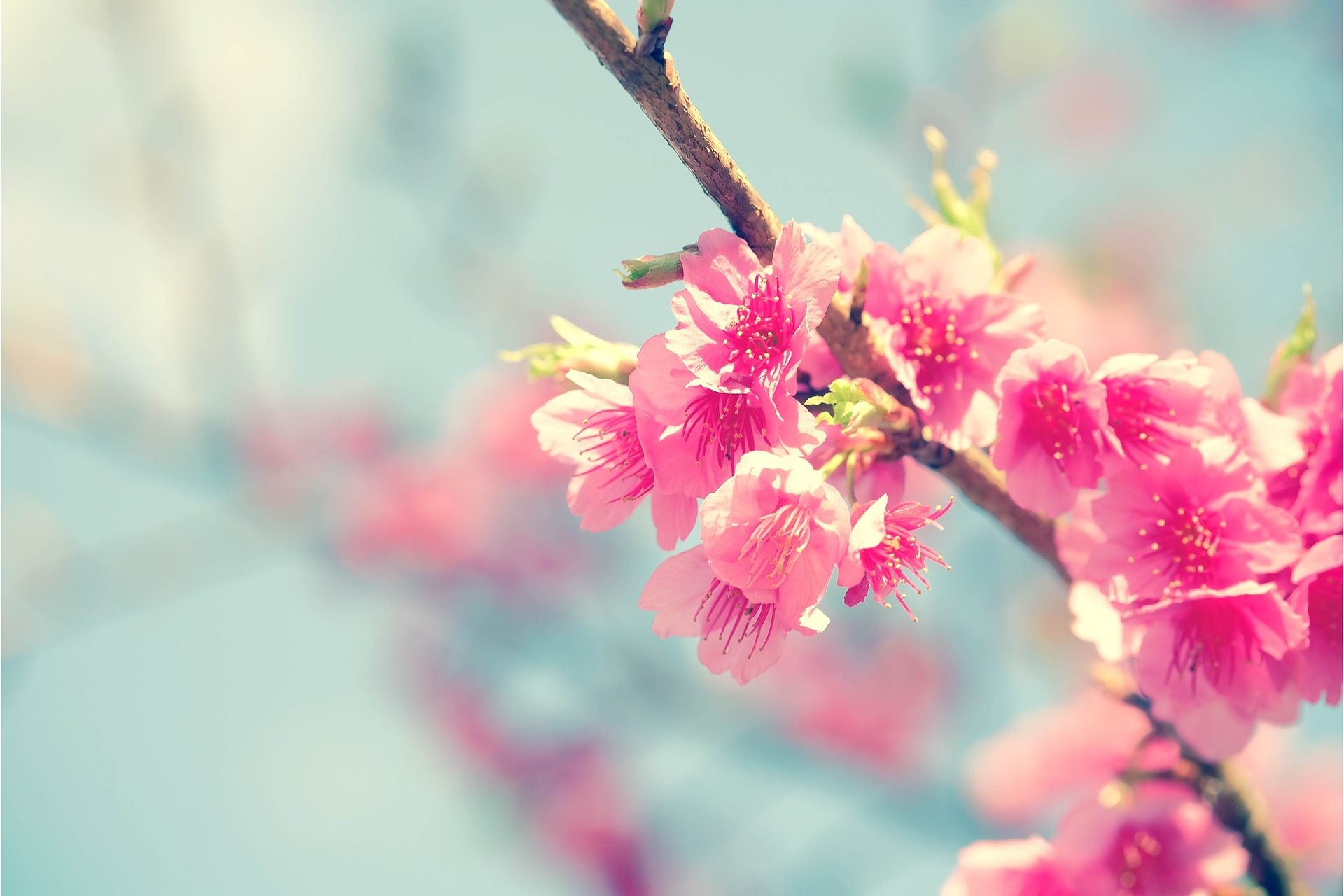 1920x1280 Pink Japanese Flower Wallpaper, Desktop