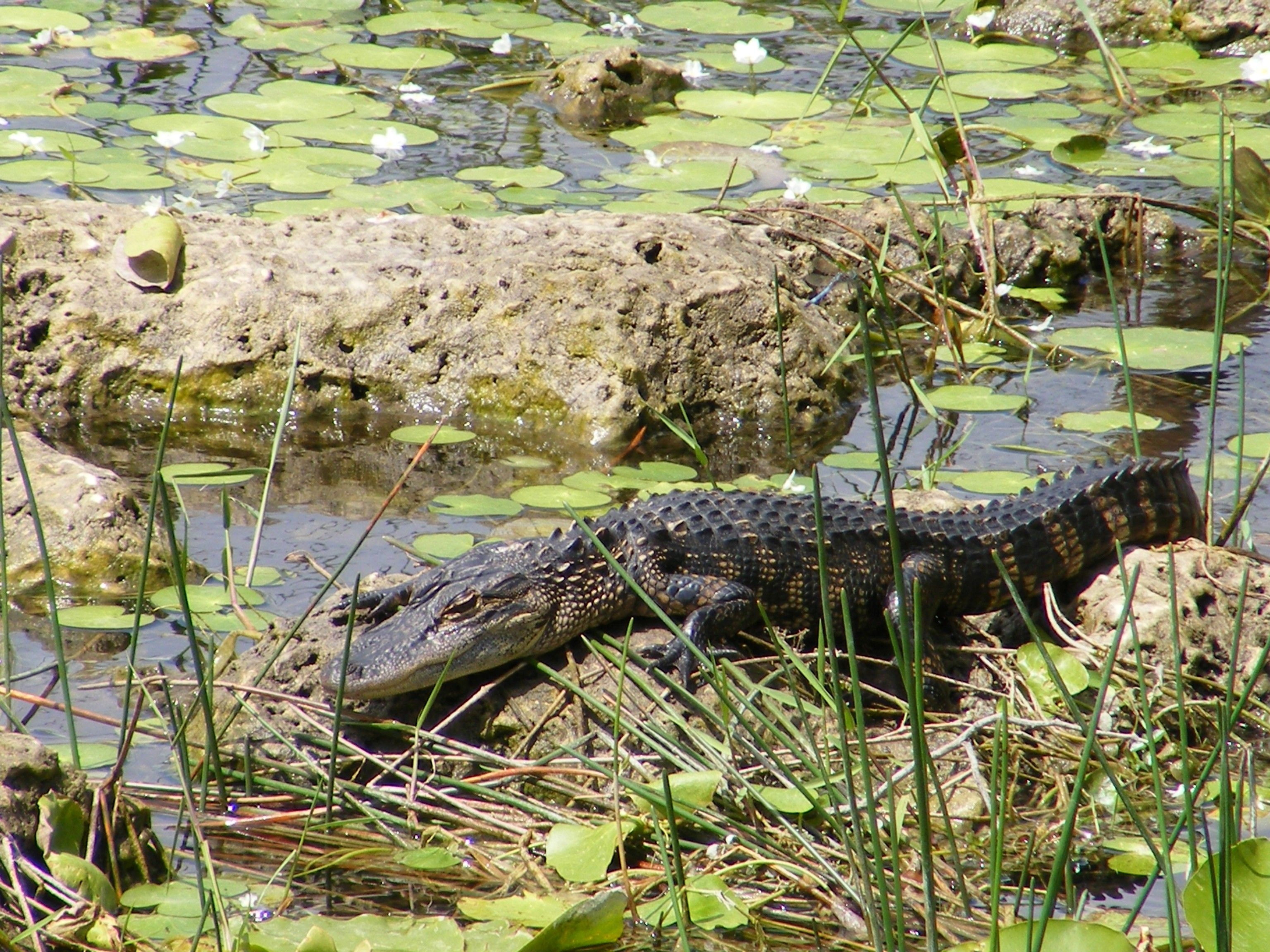 3080x2310 Big Crocodilian Alligator in Everglades National Park Florida US, Desktop