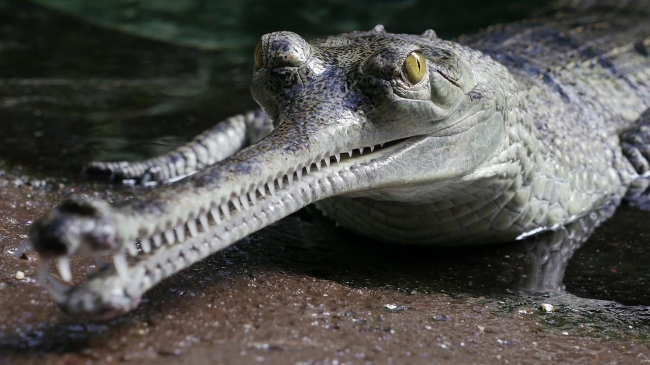 1280x720 Gharial (Gavial) Facts, Habitat, Diet, Life Cycle, Baby, Desktop