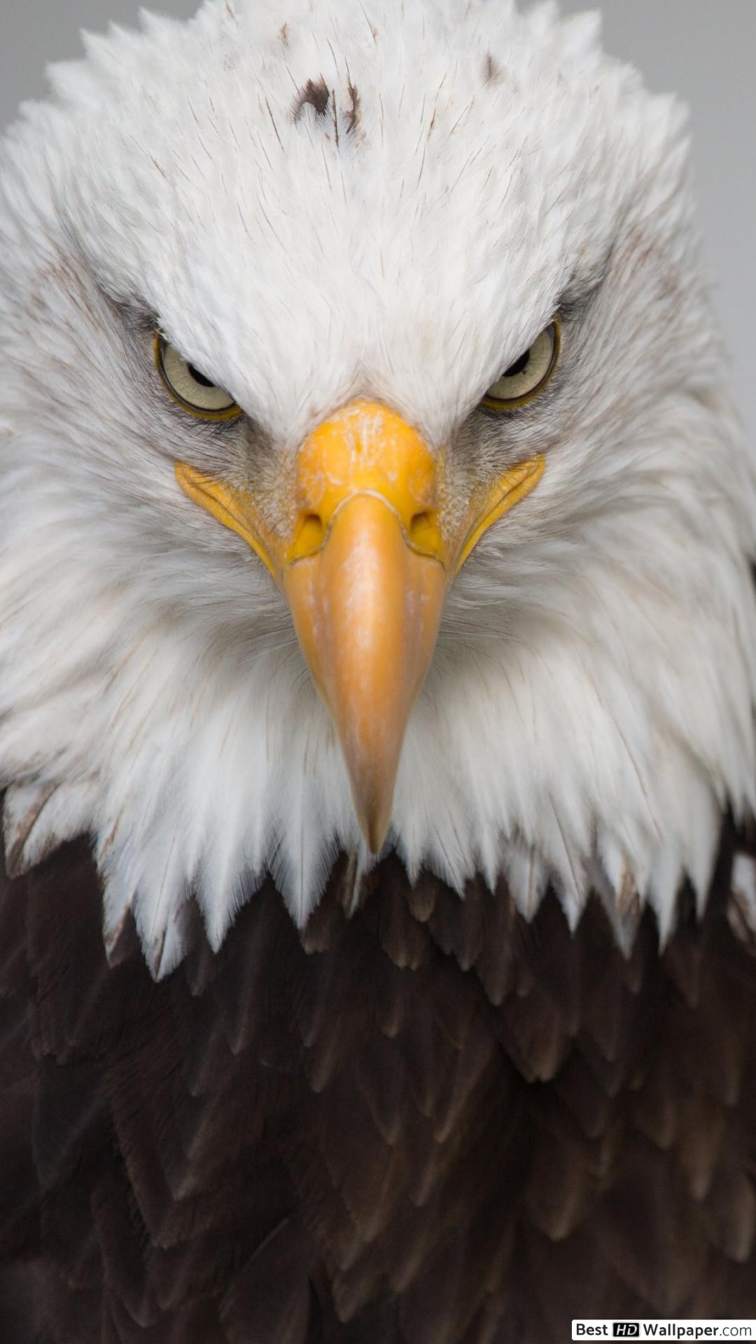 1080x1920 Fierce look eagle HD wallpaper download, Phone