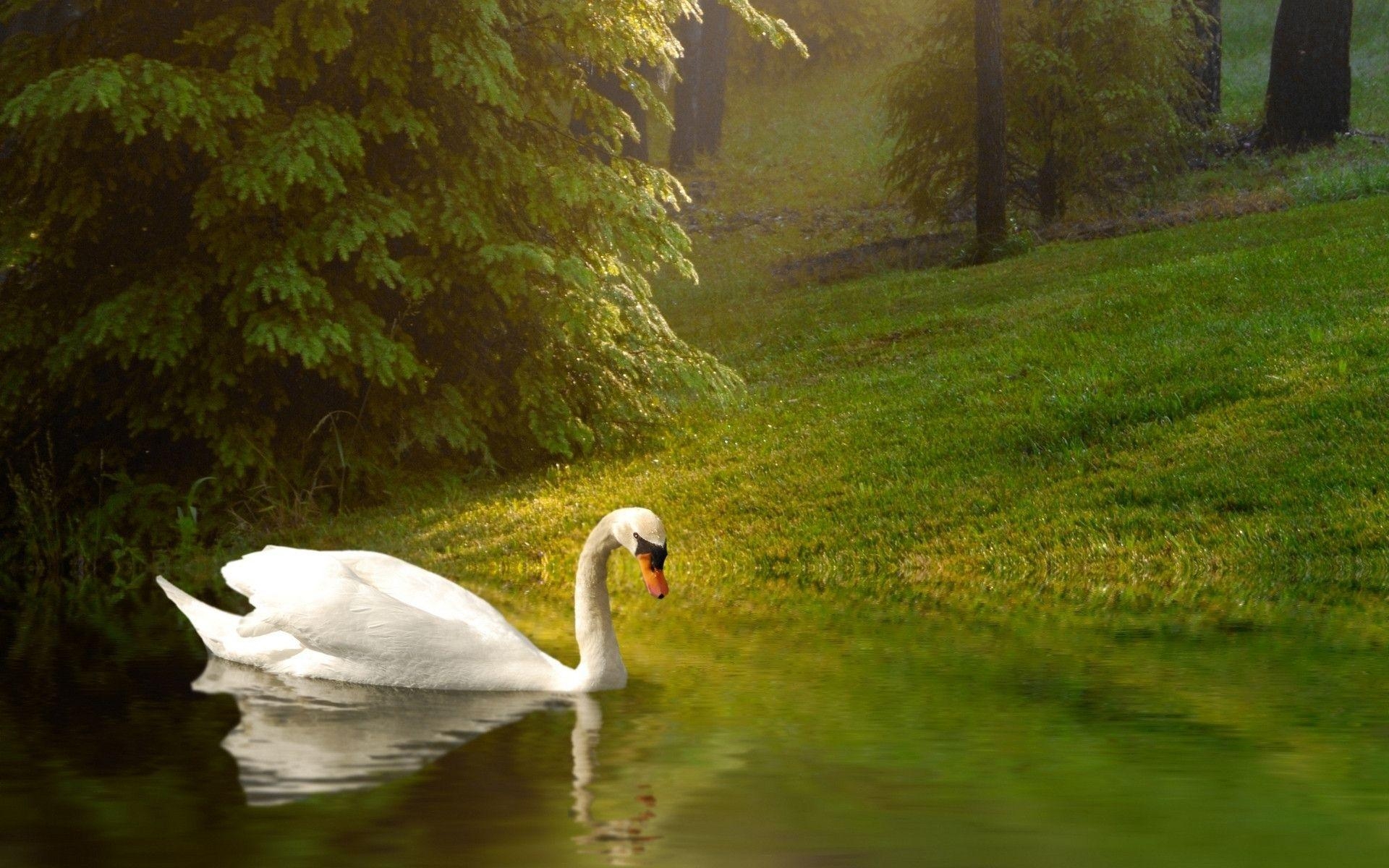 1920x1200 swan wallpaper for desktop Download Wallpaper Desktop, Desktop