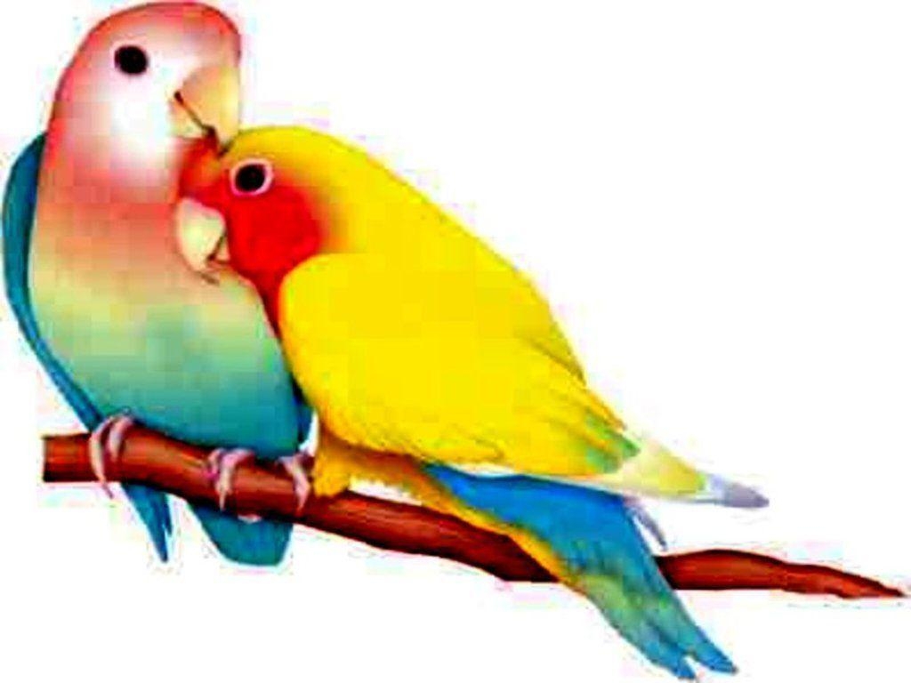 1030x770 Spectacular love birds HD wallpaper love birds, Desktop