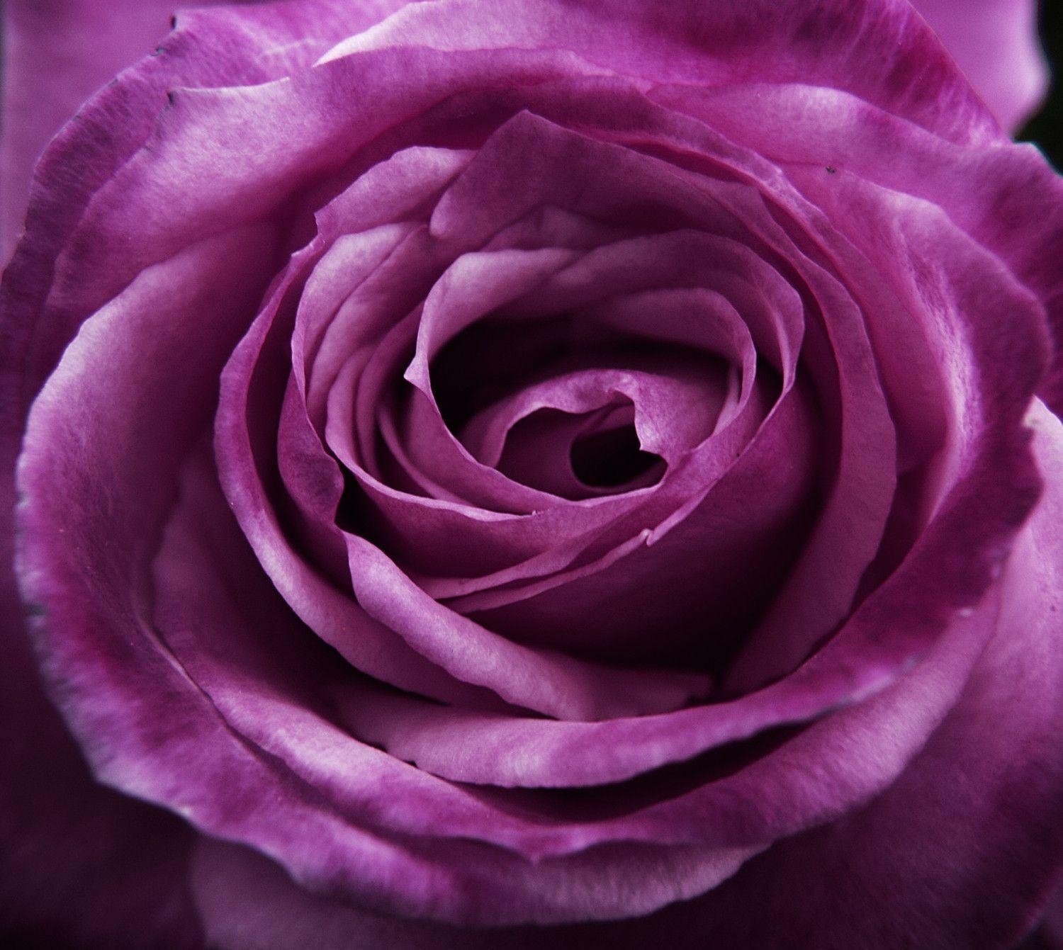 1500x1350 Purple Rose Flower Background, Desktop