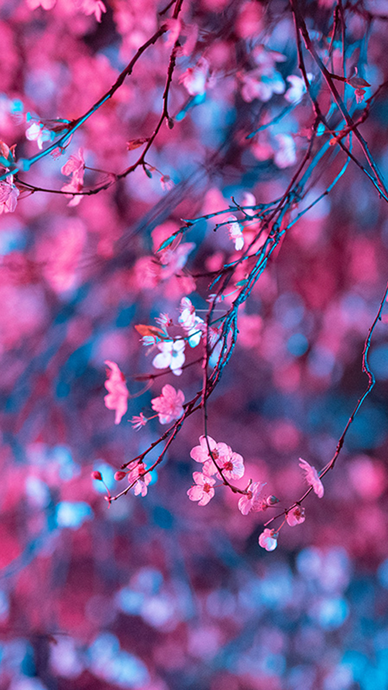 1250x2210 iPhone X wallpaper. art flower red light cherry blossom spring, Phone