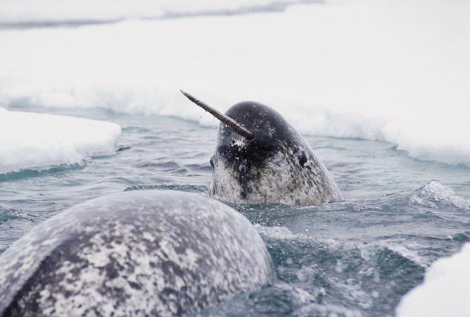 1800x1220 Narwhals wallpaper Gallery, Desktop