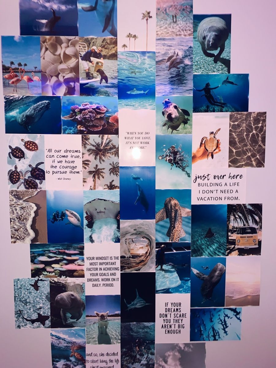 900x1200 Ocean Collage. Marine biology jobs, Oceanography marine biology, Artsy picture, Phone