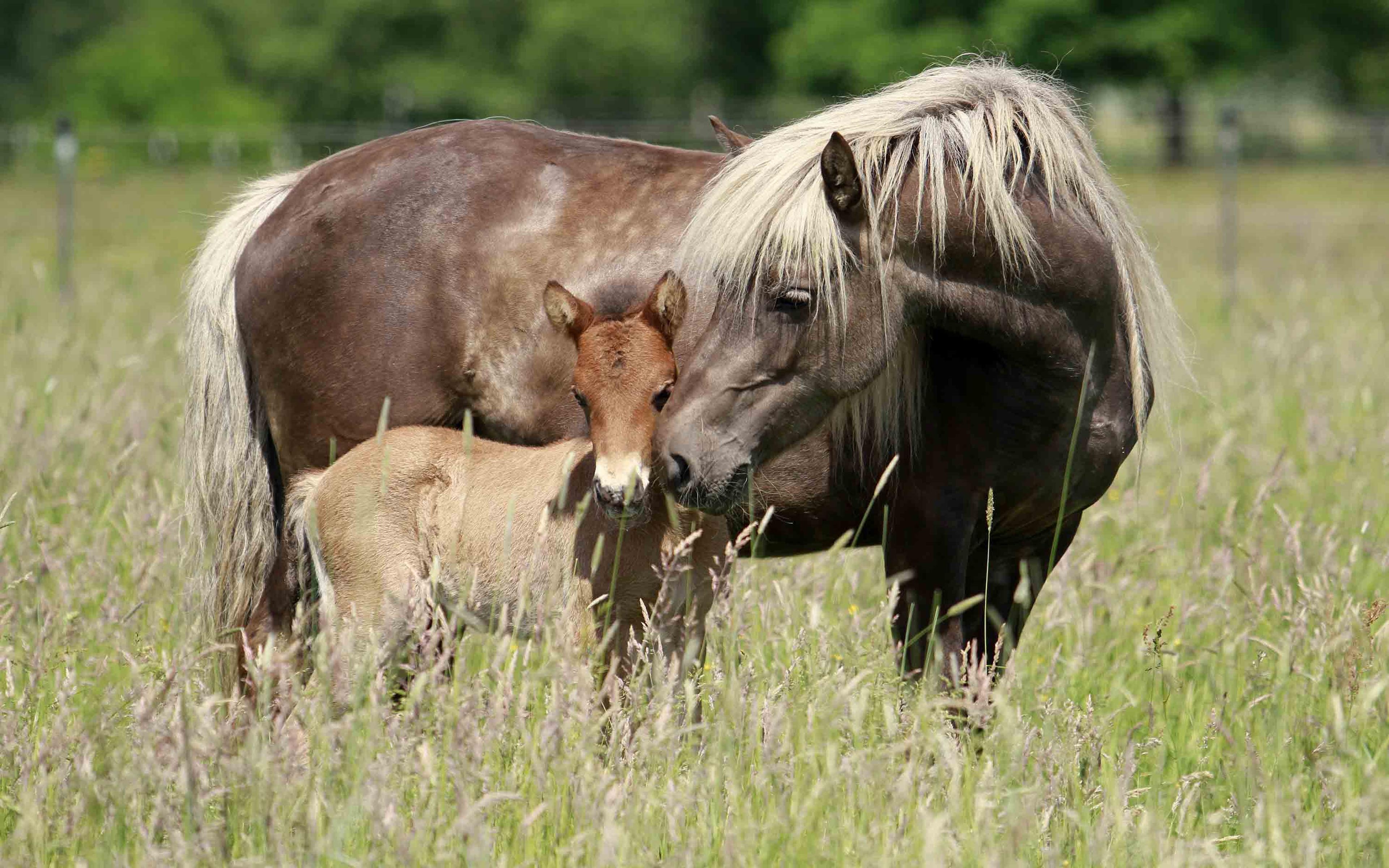 3840x2400 Horse With Foal Grass Wallpaper HD , Wallpaper13.com, Desktop