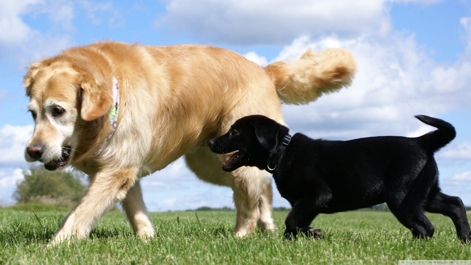 1600x900 Golden and Labrador Retriever HD desktop wallpaper, High, Desktop