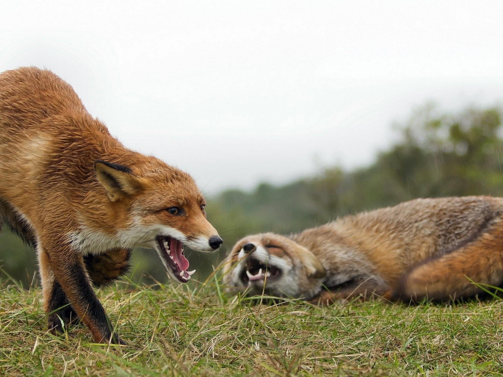 1920x1440 Couple Aggressive Fox Wallpaper HD, Wallpaper13.com, Desktop