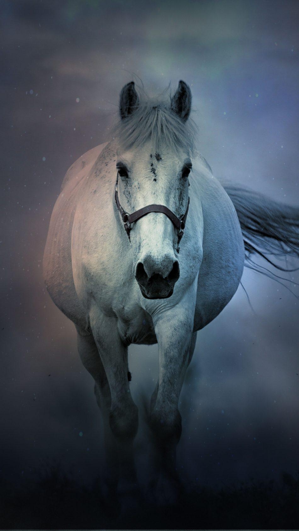 950x1690 Download White Horse Running Free Pure 4K Ultra HD Mobile, Phone