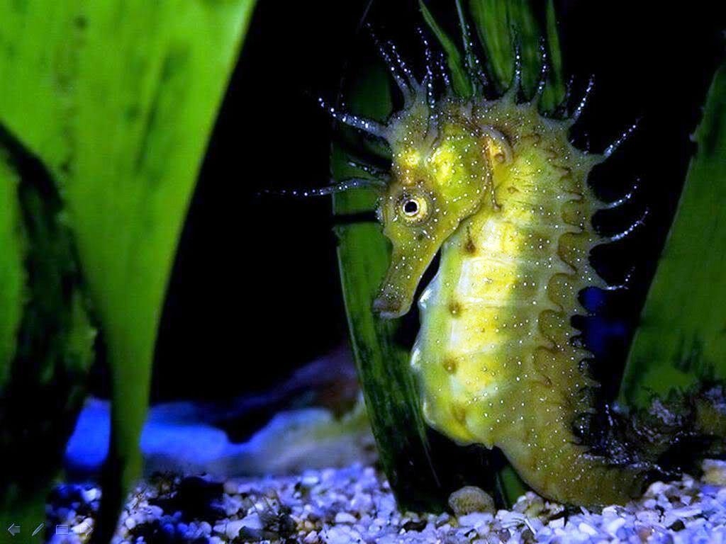 1030x770 Seahorse Photo, Desktop