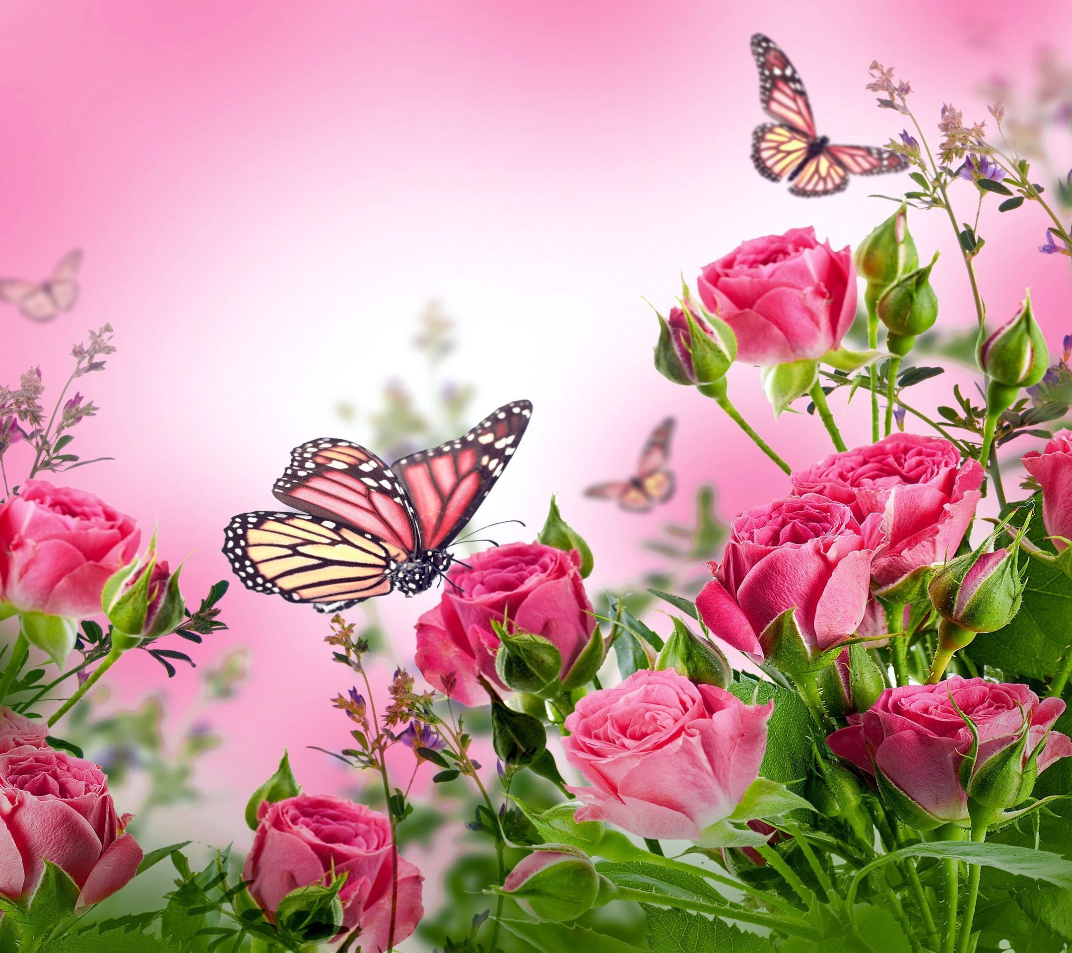 2160x1920 butterfly desktop background Collection. Pink flowers wallpaper, Pink wallpaper background, Butterfly wallpaper, Desktop