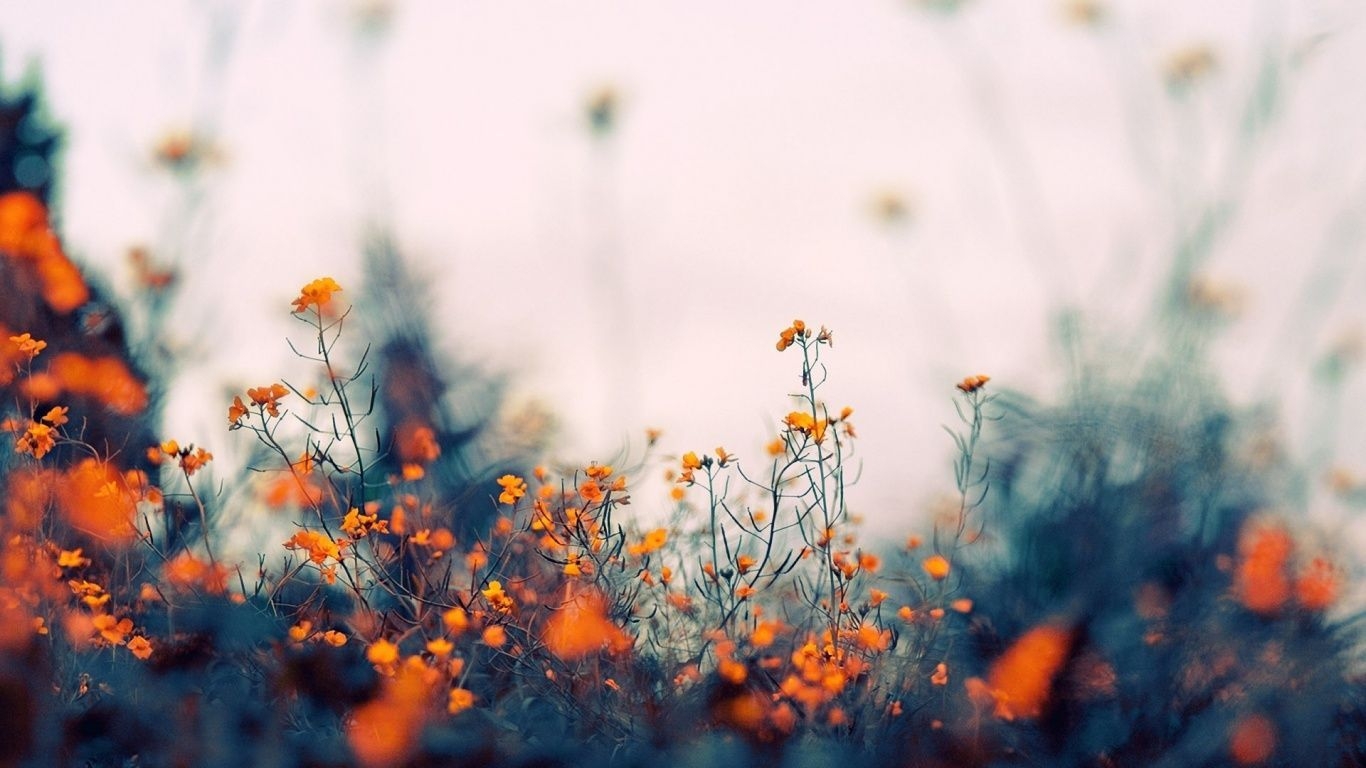 1370x770 Field of Orange Flowers. Computer wallpaper desktop wallpaper, Desktop