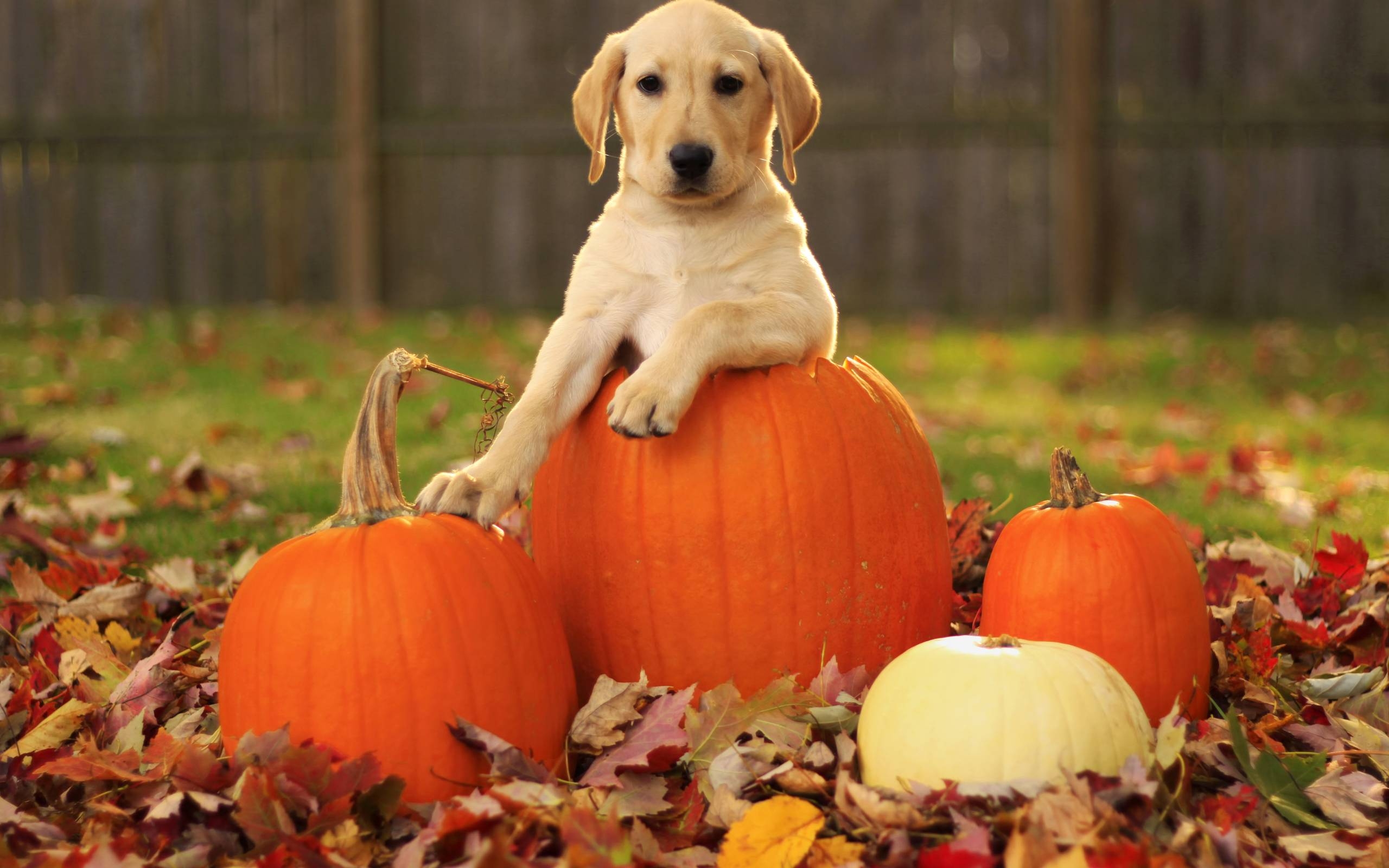 2560x1600 Autumn Free Wallpaper pumpkin and a.dog Wallpaper, Desktop