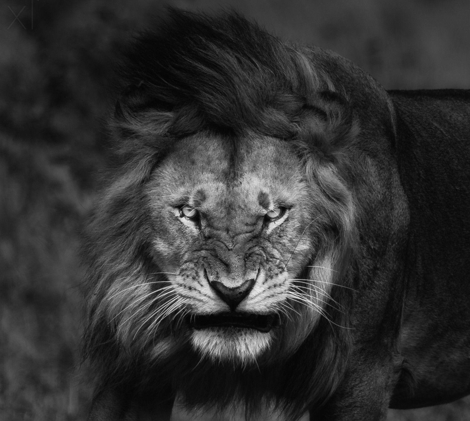 1600x1440 nature, Lion, Big Cats, Fury, Angry, Portrait, Monochrome, Animals, King Wallpaper. Lion photography, Lion wallpaper, Lion eyes, Desktop