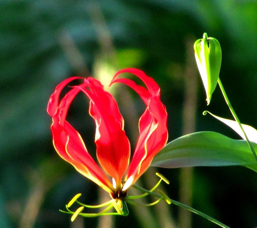 1030x910 Flame Lily Zimbabwe National Flower. Latest HD Wallpaper, Desktop