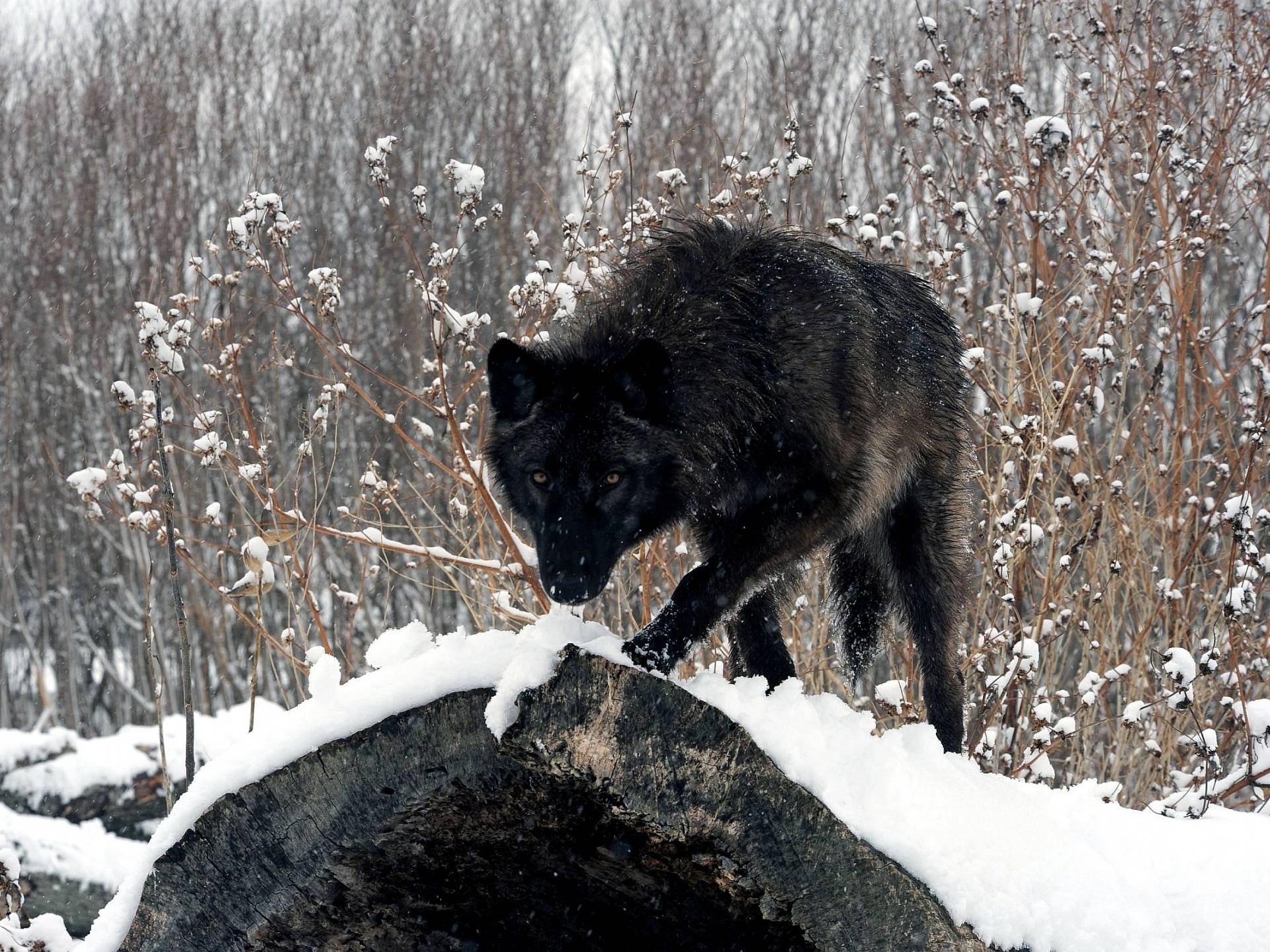 1920x1440 Black wolf Wallpaper, Desktop