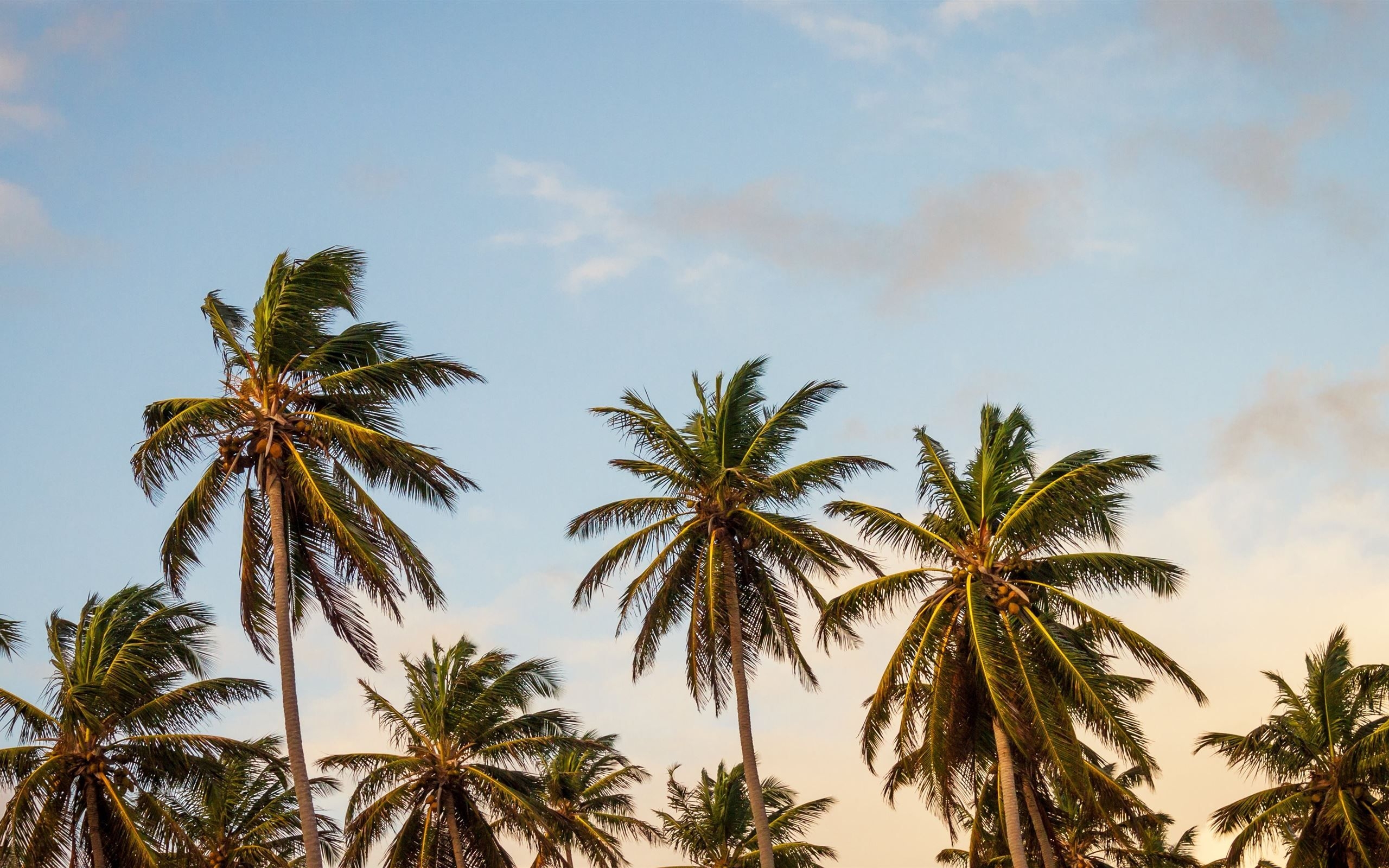 2560x1600 summer palm tree paradise MacBook Air Wallpaper Download, Desktop