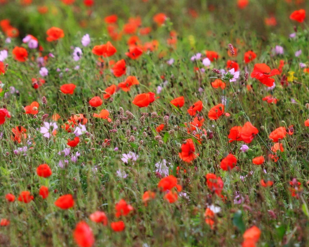 1280x1030 Desktop HD Wallpaper: Perennial Wild flowers, Desktop