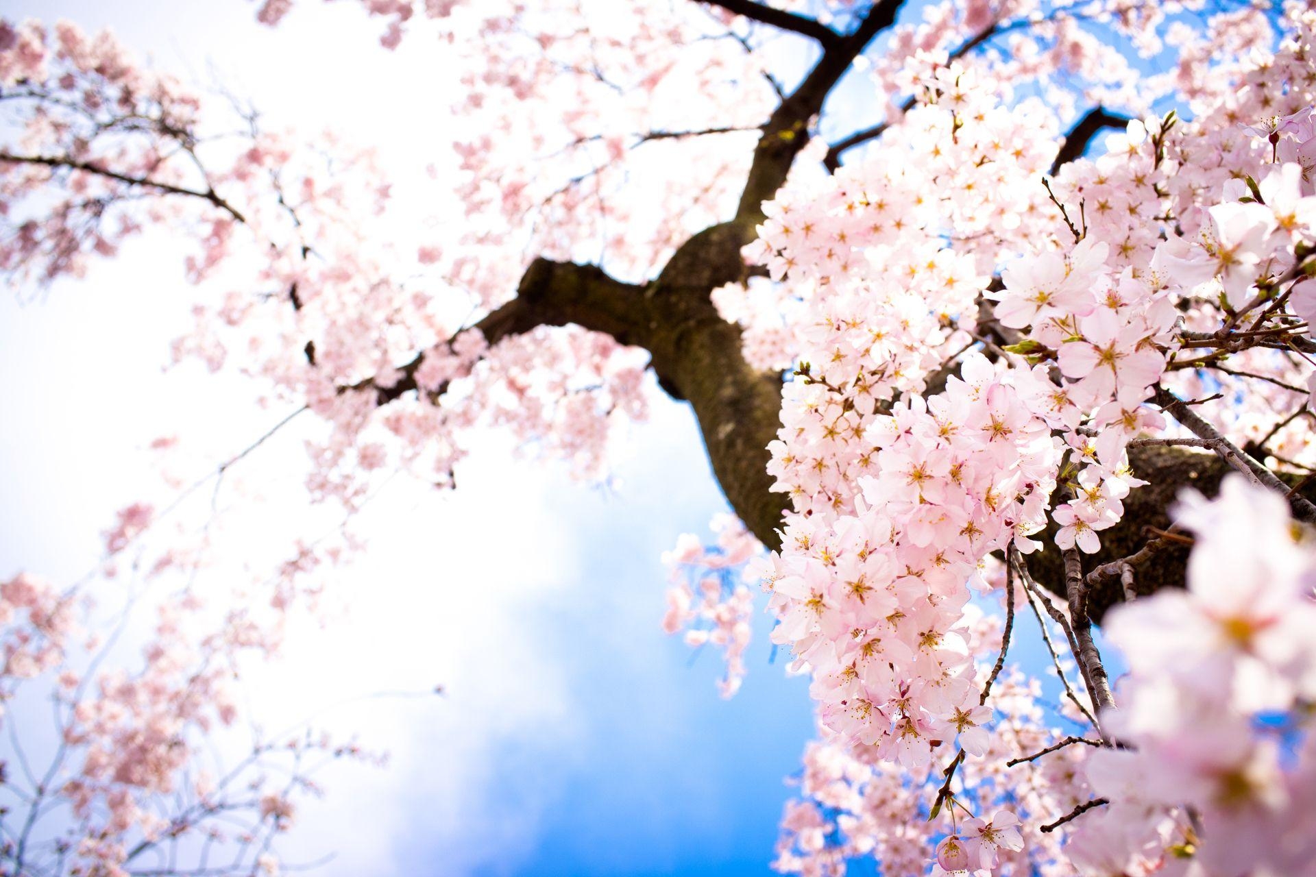 1920x1280 Cherry Blossom image Beautiful Cherry Blossom ♡ HD wallpaper, Desktop