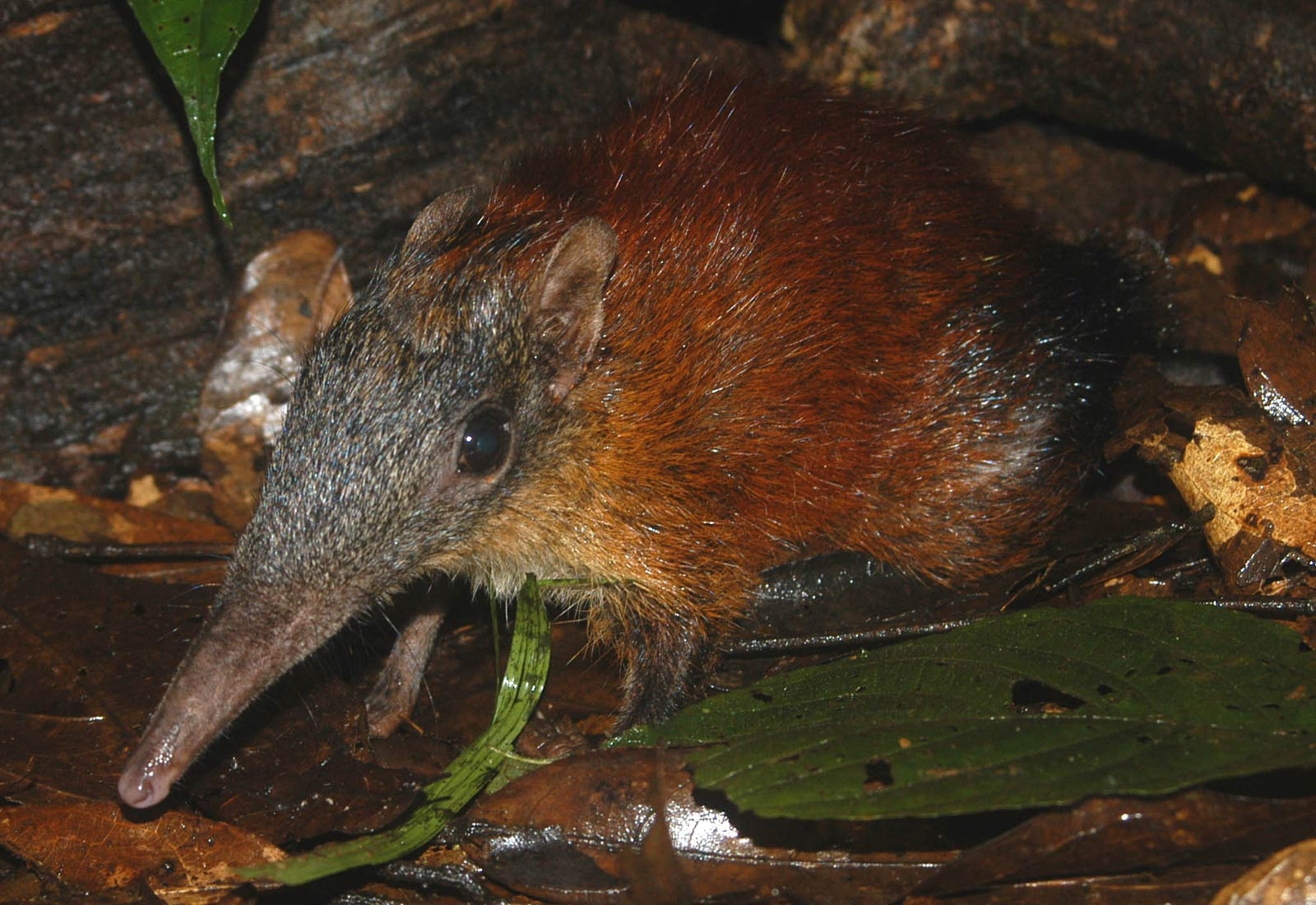 1600x1100 Elephant Shrew Wallpaper, Desktop