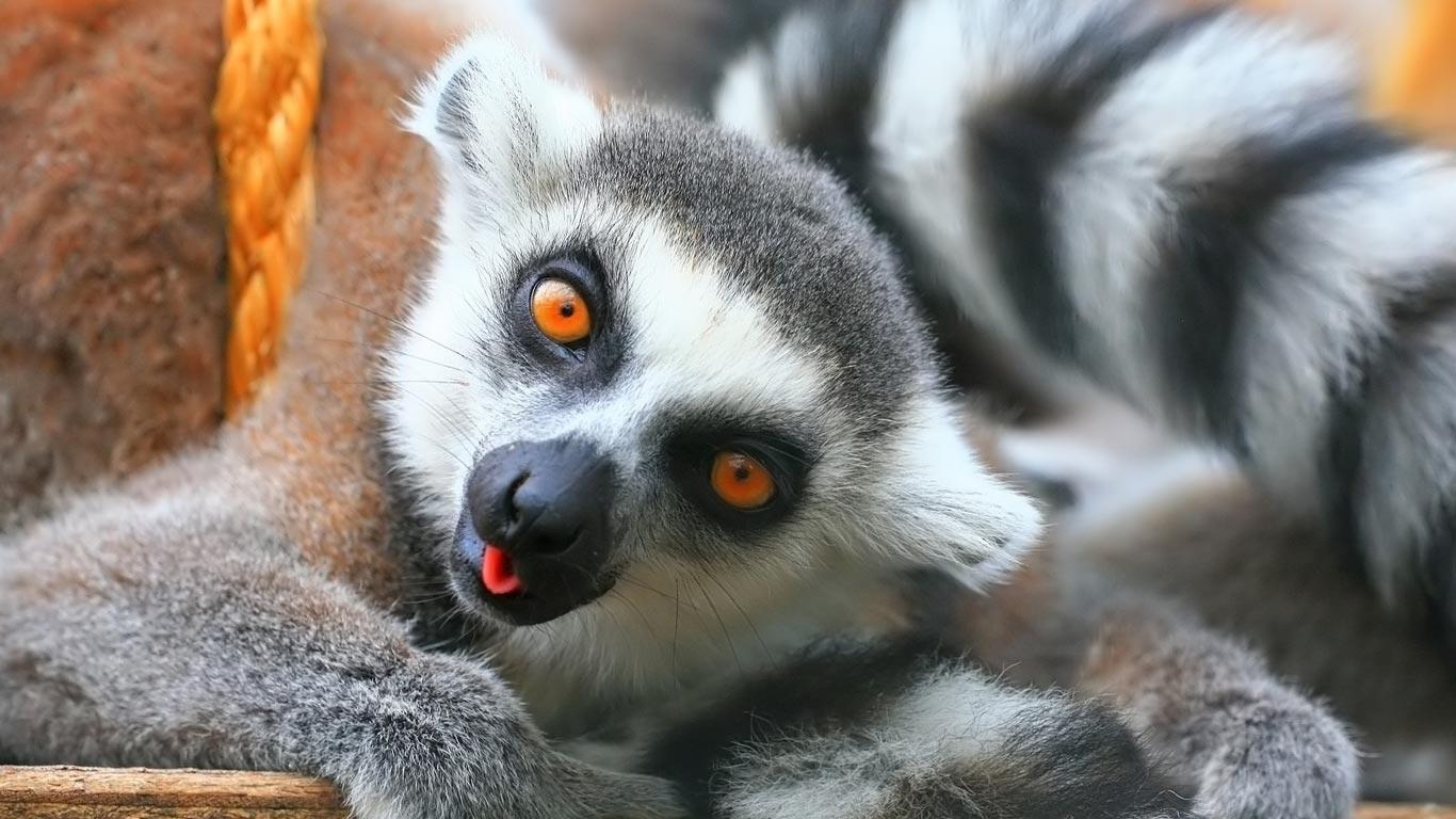 1370x770 Lemur Wallpaper, Desktop