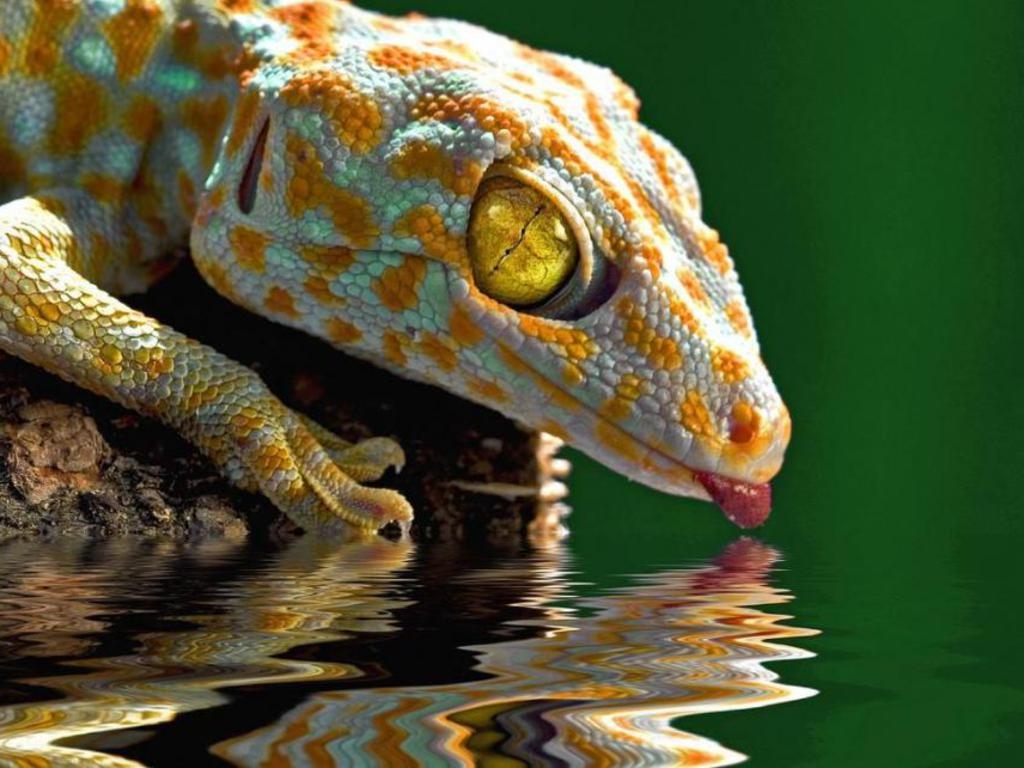 1030x770 Gecko Drink Photography Wallpaper HD Wallpaper. High, Desktop