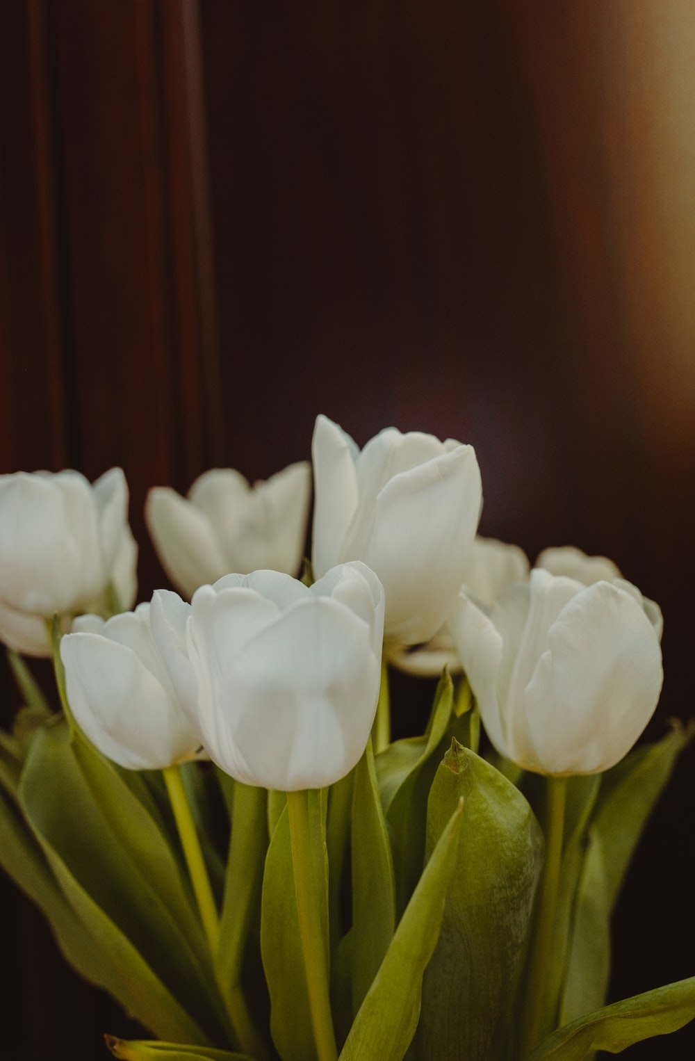 1000x1530 White Tulip Picture. Download Free Image, Phone