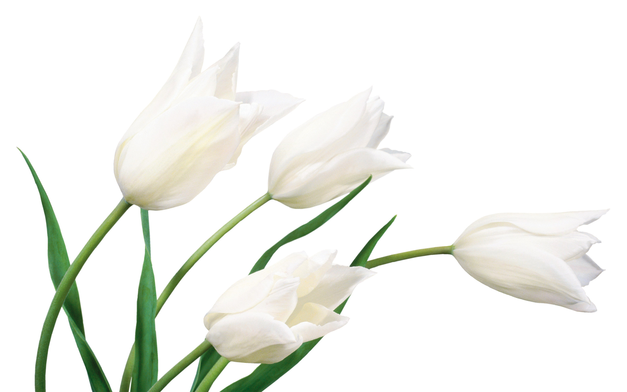 2560x1600 White Tulips wallpaper. White Tulips, Desktop