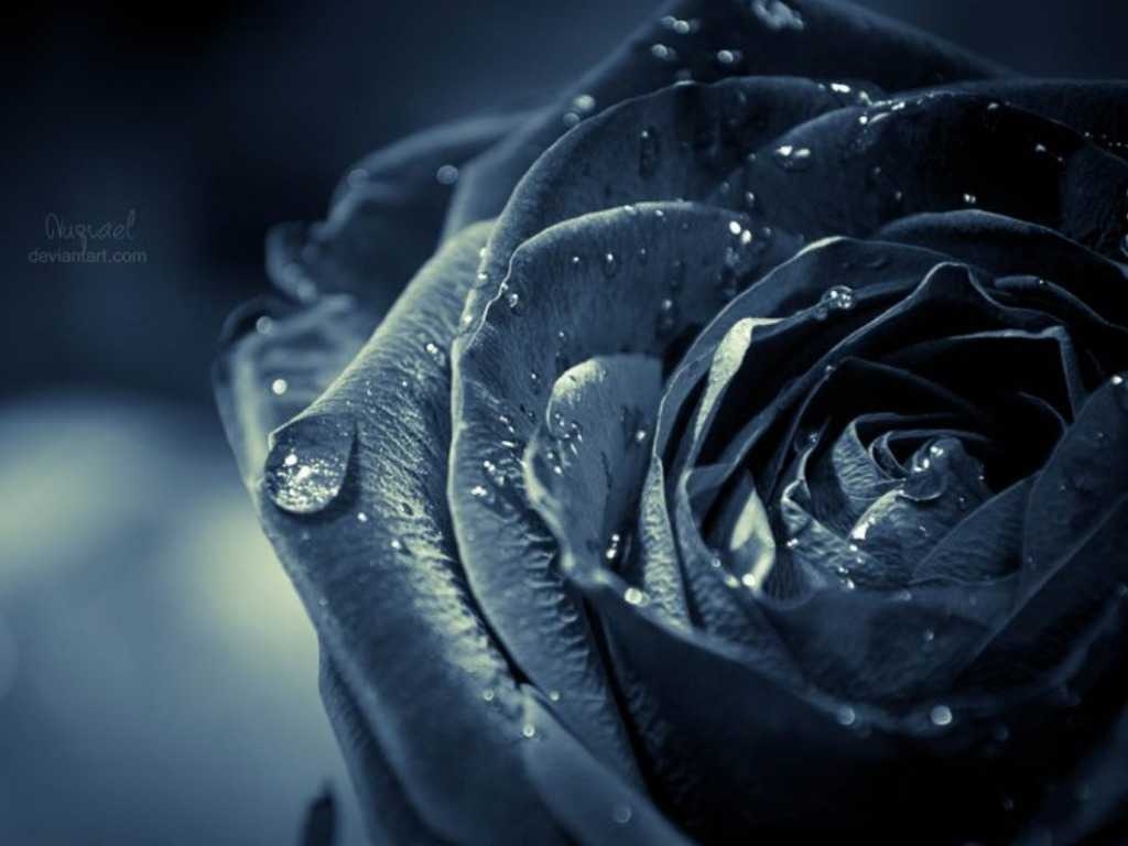 1030x770 Black Rose Wallpaper Free Black Rose Background, Desktop