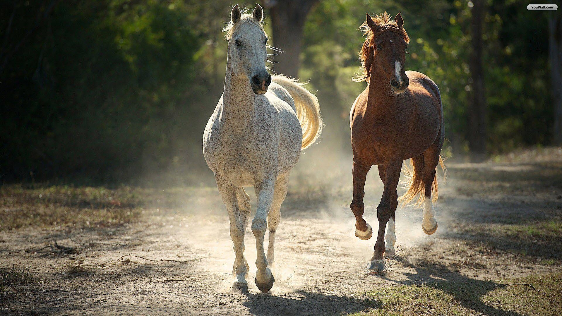 1920x1080 Running Horse Wallpaper, Desktop