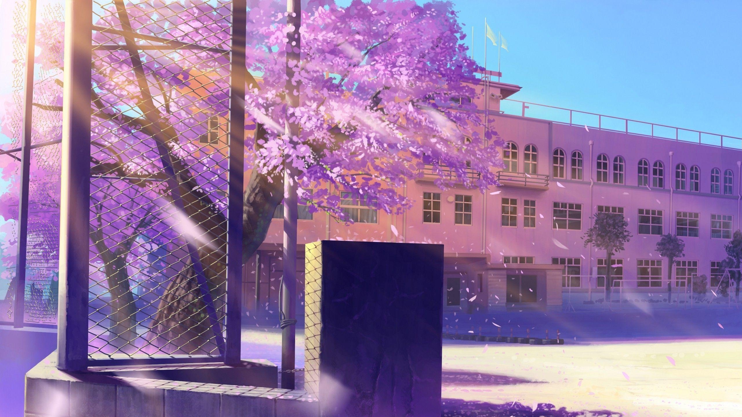 2560x1440 Anime Cherry Blossom Wallpaper, Desktop