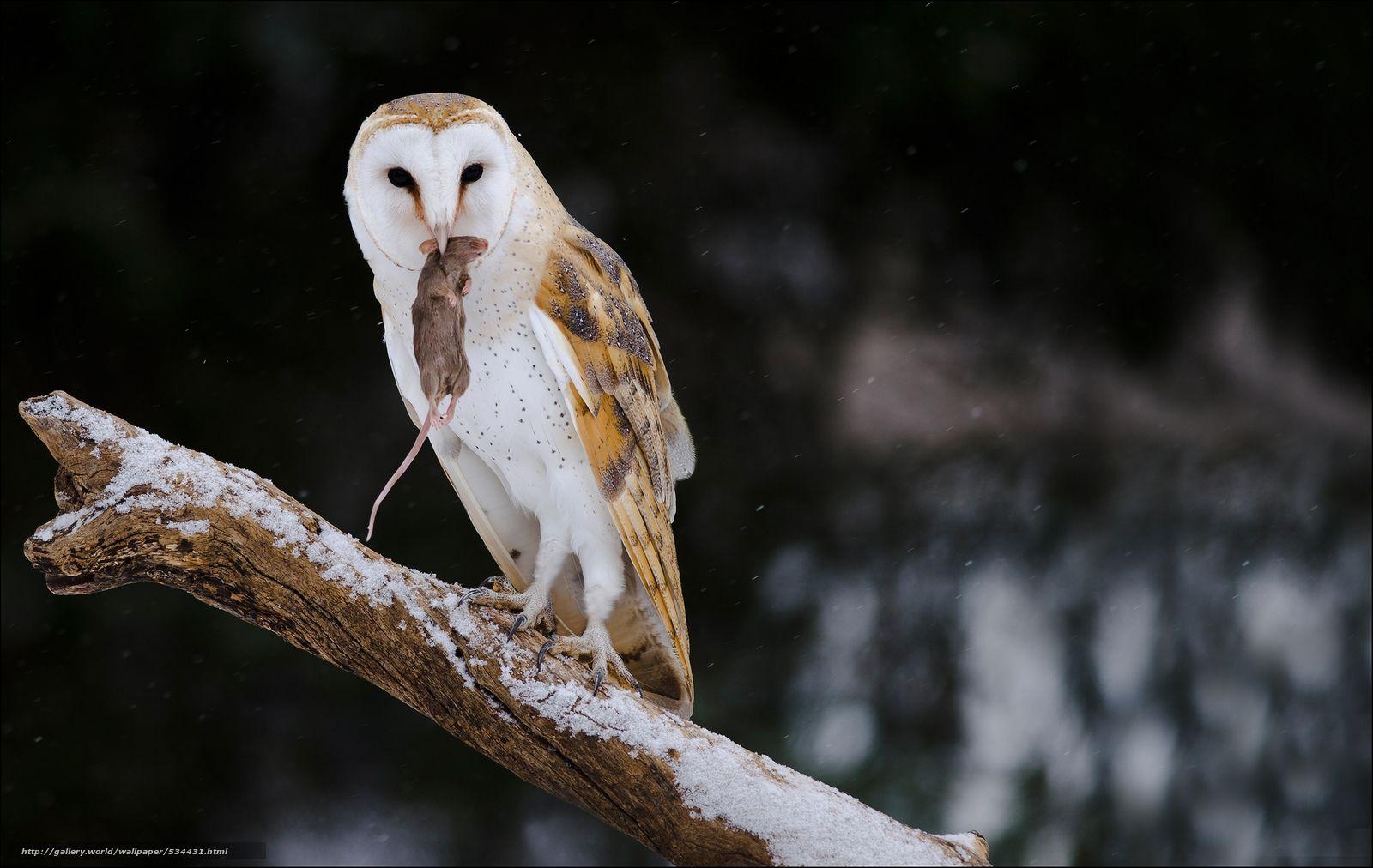 1600x1020 Image Gallery of Barn Owl Desktop Wallpaper, Desktop