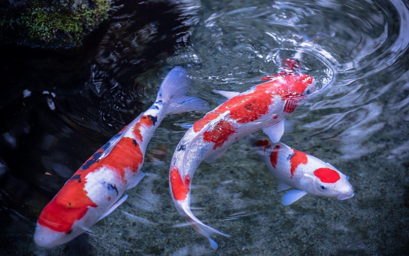 1680x1050 Koi Fish HD Wallpaper, Desktop