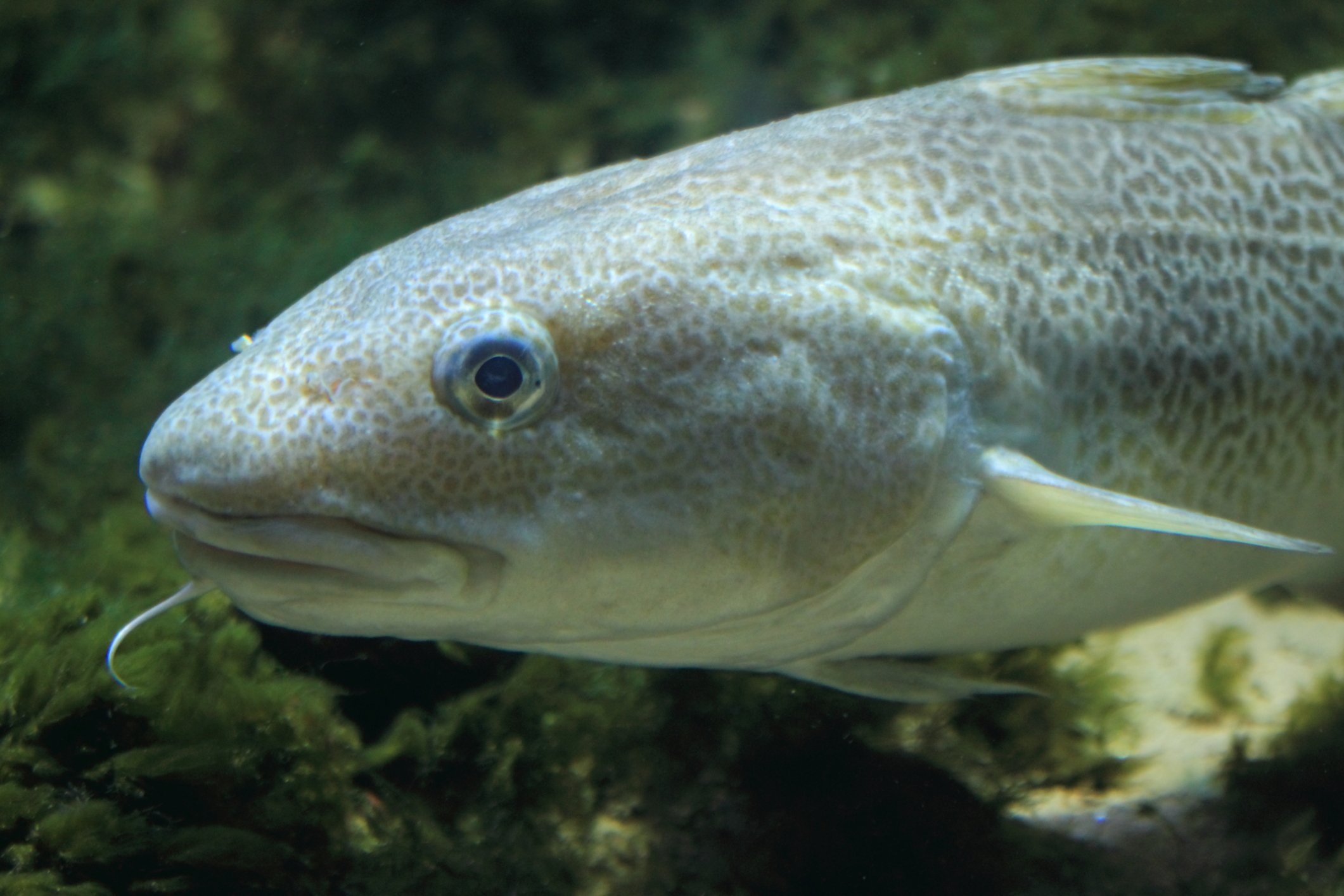 2130x1420 Atlantic cod photo and wallpaper. Cute Atlantic cod picture, Desktop