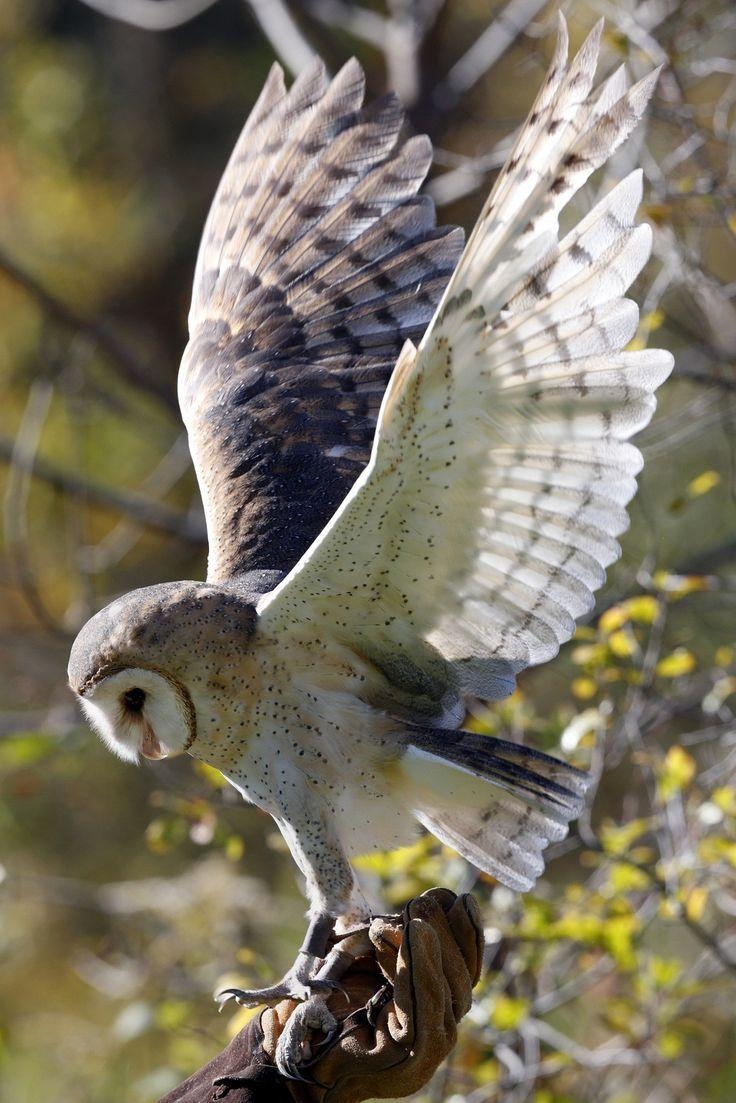 740x1110 best Barn Owls image. Barn owls, Animals, Phone