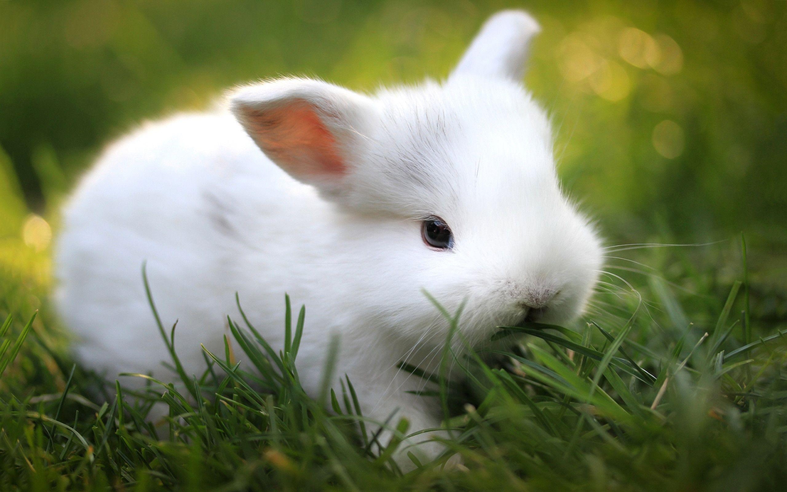 2560x1600 Cute White Bunny Wallpaper 39765 in Animals, Desktop