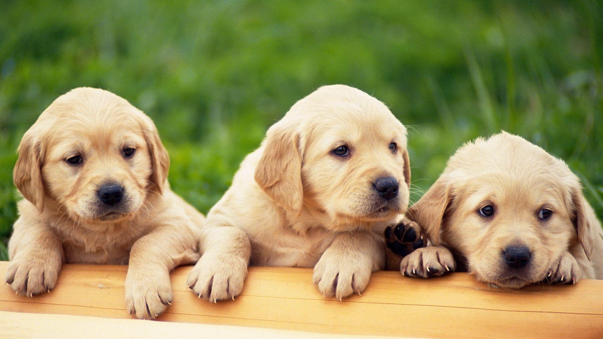 1920x1080 HD Cute Puppy Background, Desktop