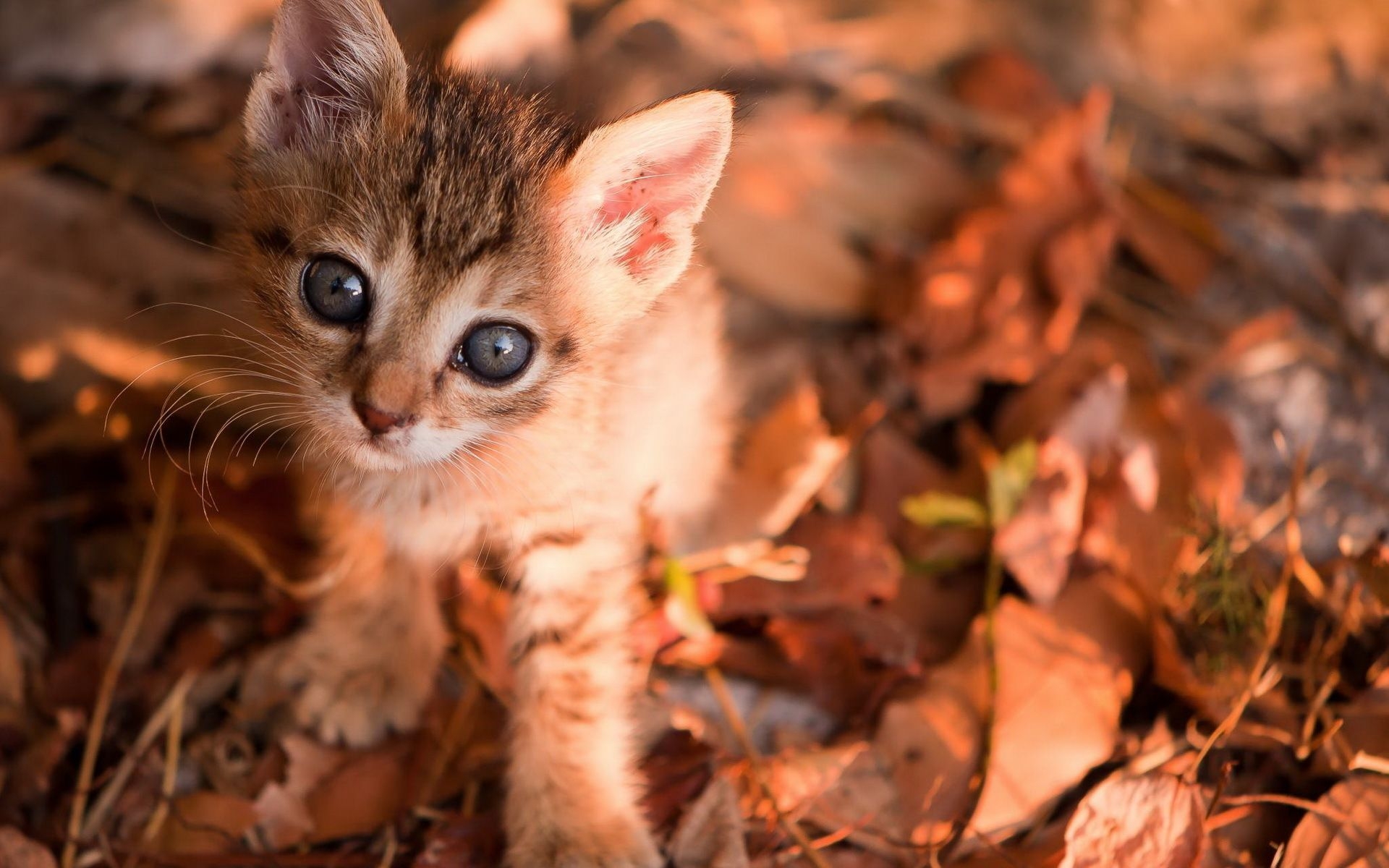 1920x1200 Autumn Cat Wallpaper Free Autumn Cat Background, Desktop