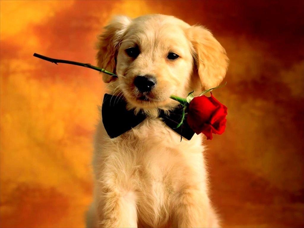 1030x770 Valentine's Day Puppy Wallpaper Free Valentine's Day, Desktop