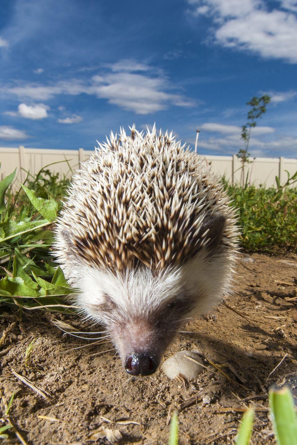 960x1440 Hedgehog. Backyards, Mammals and Animalss, Phone