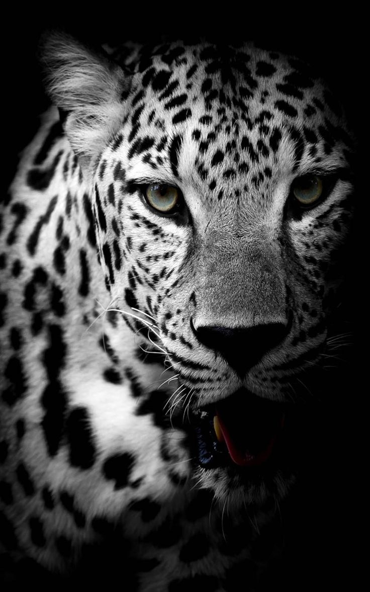 740x1180 Leopard Black & White 4K Ultra HD Mobile Wallpaper. Leopard wallpaper, Wild animal wallpaper, Snow leopard wallpaper, Phone