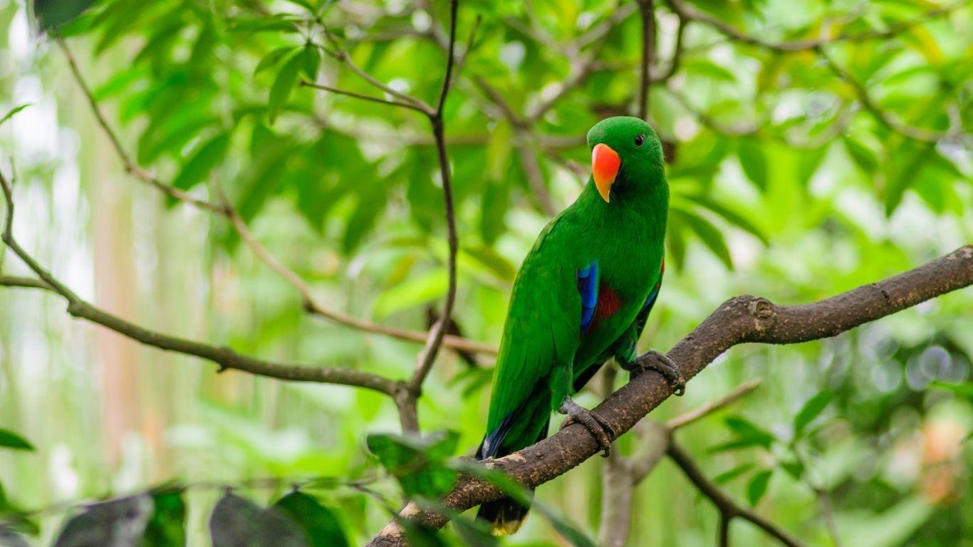 1370x770 SP734: Green Parrots Wallpaper, Green Parrots Background in Best, Desktop