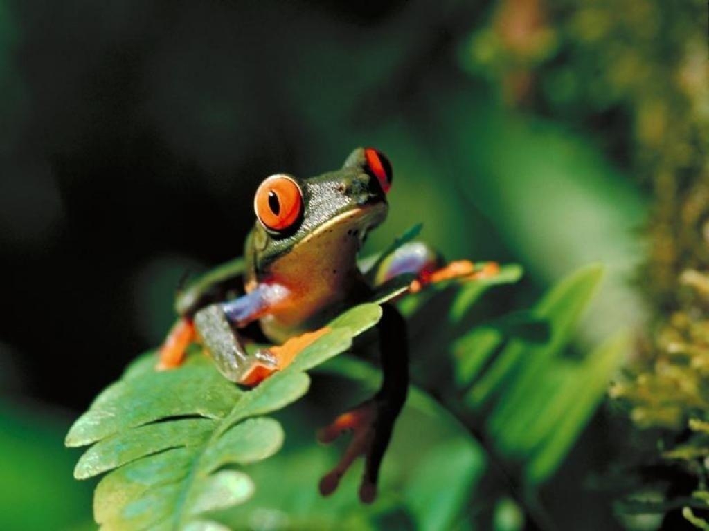 1030x770 Animals For > Colorful Tree Frogs Wallpaper, Desktop