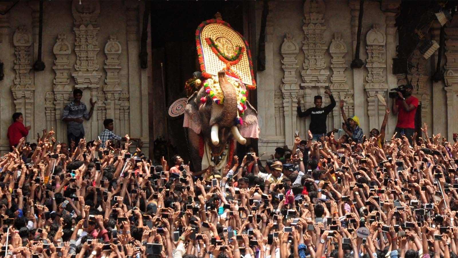 1600x900 Kerala's star elephants are a 'jumbo' hit on the internet of India, Desktop