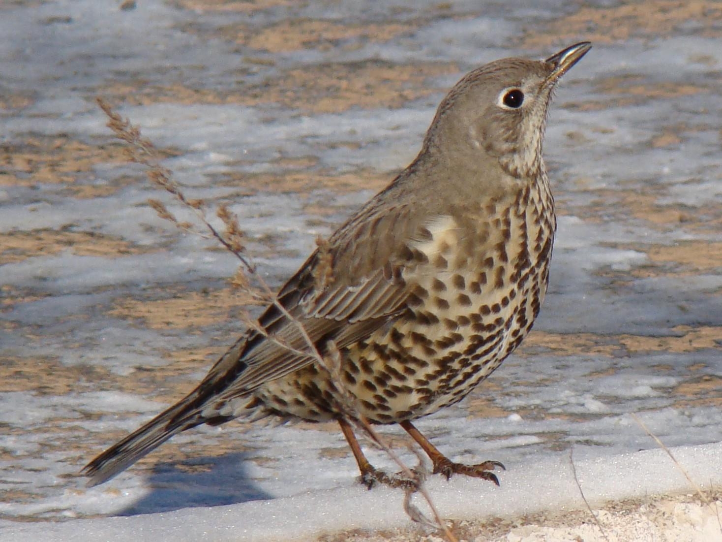 1470x1110 Mistle thrush, Desktop